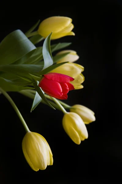 Única tulipa vermelha entre buquê de tulipas amarelas — Fotografia de Stock