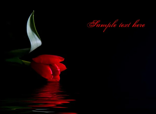 Single red tulip on black background with reflection — Stock Photo, Image