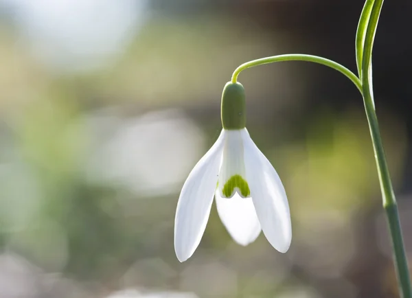 stock image Spring fresh snowdrop flower low view shallow depth of field bok