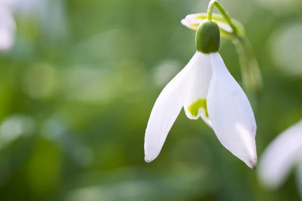 Taze kardelen çiçek düşük görünümü sığ derinliği alan bok bahar — Stok fotoğraf