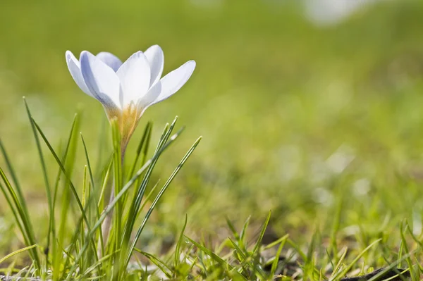 stock image Macro close up of fresh Spring crocus flower with shallow depth