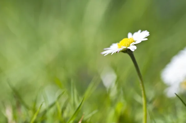 Stokrotka wiosna świeży kwiat z widokiem na niski i płytkiej głębi pola — Zdjęcie stockowe