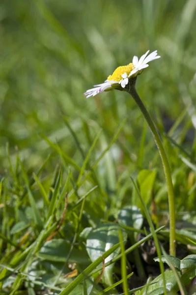Stokrotka wiosna świeży kwiat z widokiem na niski i płytkiej głębi pola — Zdjęcie stockowe