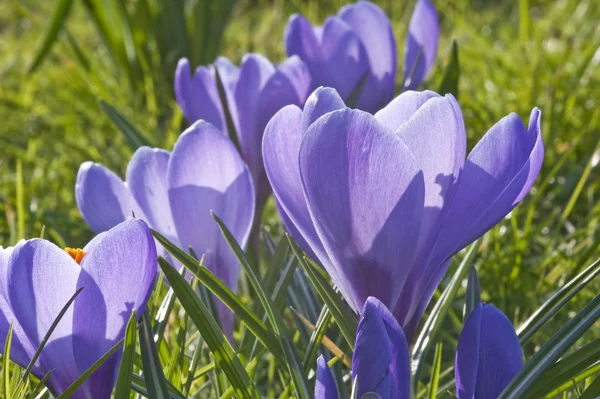 Friss tavaszi sáfrány virág alacsony nézet sekély mélység-ból mező — Stock Fotó