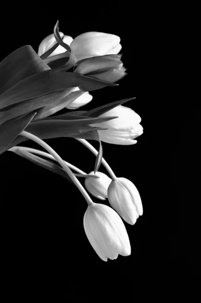 Красивий м'який чорно-білий букет тюльпанів — стокове фото