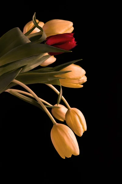 Mooi duidelijk gebronsd effect tulip boeket — Stockfoto
