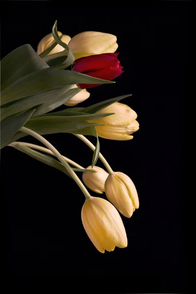 Schöner Strauß gelber Tulpen mit einer einzigen roten Tulpe — Stockfoto