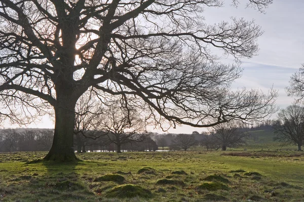 美丽的景色，整个英国乡村风景与老橡树 — 图库照片