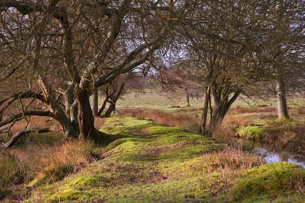 Bekijken via bomen in Engels platteland lanndscape — Stockfoto