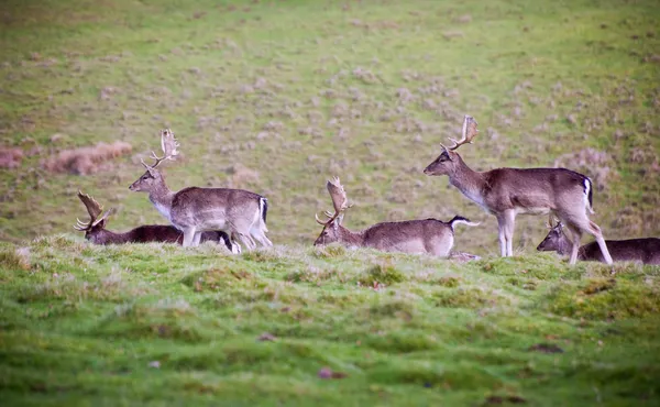 Besättningen av dovhjort hjort spänn — Stockfoto