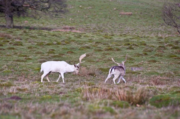 White fallow deer stag dominates younger buck — Stock Photo, Image