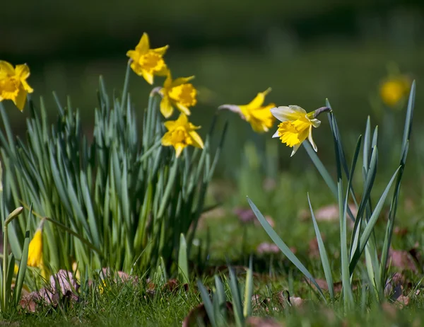 Belo perto de narciso narciso flor de primavera em woodla — Fotografia de Stock