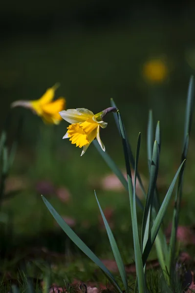 Güzel Nergis nergis bahar çiçek içinde woodla kadar yakın — Stok fotoğraf
