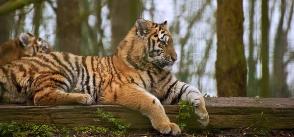 Tigerin legt sich mit Jungtier hin — Stockfoto