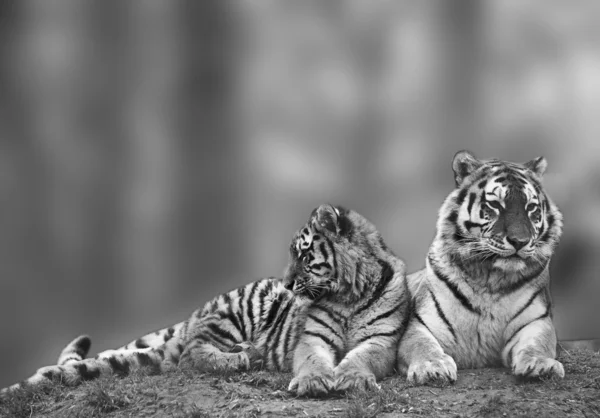 Bela imagem de tigresa relaxante na colina gramada com filhote em b — Fotografia de Stock
