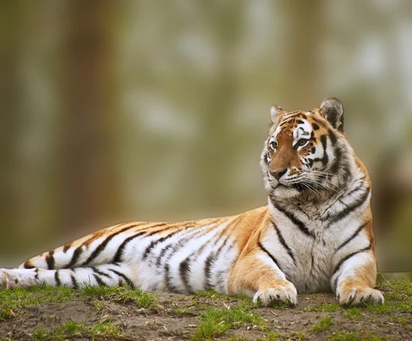 Schönes Bild des Tigers, der sich auf einem grasbewachsenen Hügel entspannt — Stockfoto