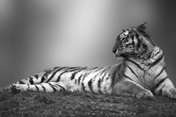 Beautiful tiger laying down on grassy bank in black and white — Stock Photo, Image