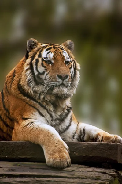 Impresionante imagen de cerca de tigre relajante en el día cálido — Foto de Stock
