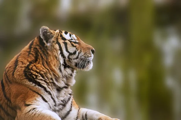 Superbe image rapprochée de tigre relaxant par temps chaud — Photo
