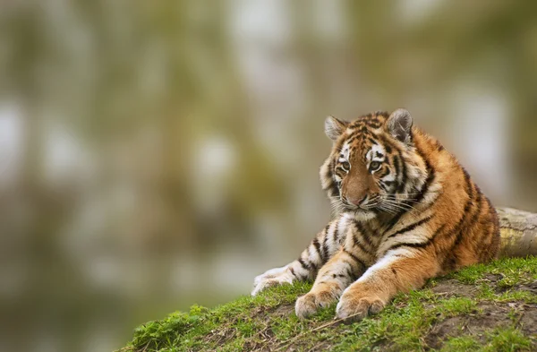 Beauttiful image of lovely tiger cub relaxing on grassy mound — Stock Photo, Image