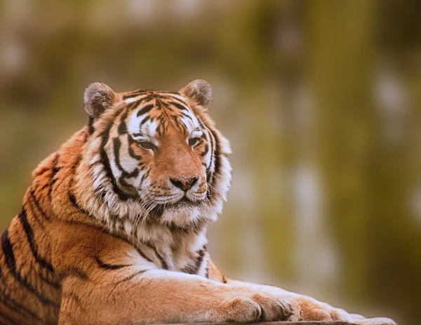 Impressionante close up imagem de tigre relaxante no dia quente — Fotografia de Stock