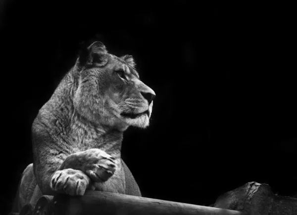 黒と白の暖かい日にリラックスした見事な雌ライオン — ストック写真