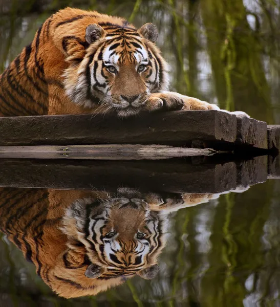 Bela imagem comovente de tigre que põe com a cabeça em patas r — Fotografia de Stock