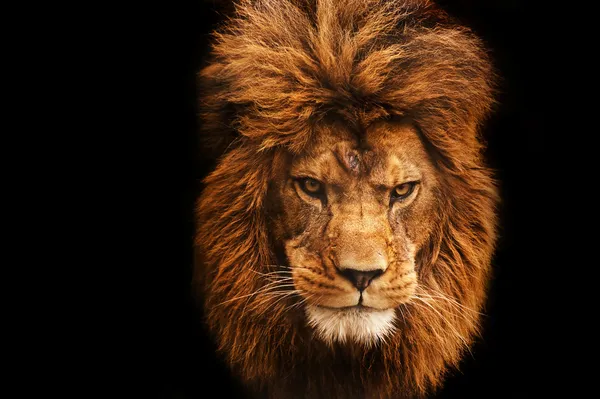Impresionante retrato facial de león macho sobre fondo negro — Foto de Stock