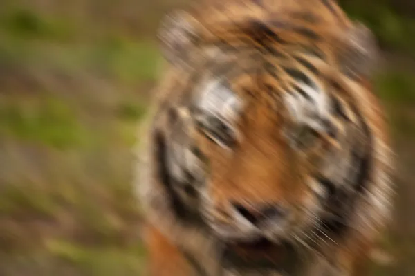 Umělecky rozmazaný obrázek tygra běží směrem k fotoaparátu a m — Stock fotografie