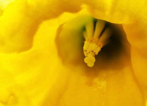 Unusual beautiful close up of daffodil narcissus Spring flower — Stock Photo, Image
