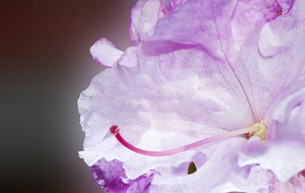 Belle fleur de printemps fraîche macro fleur avec une excellente couleur — Photo