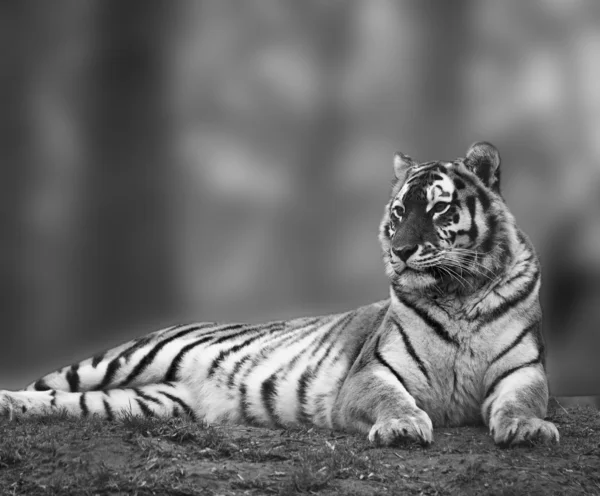Изображение тигра, отдыхающего на холме в черно-белом цвете — стоковое фото