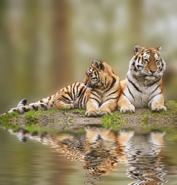 Beautiful image of tigress relaxing on grassy hill with cub refl — Stock Photo, Image