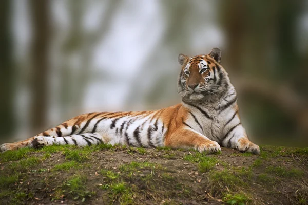 Прекрасный тигр лежит на травянистом берегу — стоковое фото