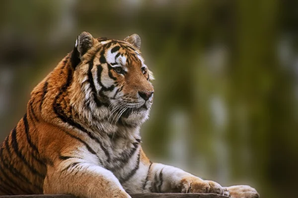 Потрясающий образ тигра, расслабляющего в теплый день — стоковое фото