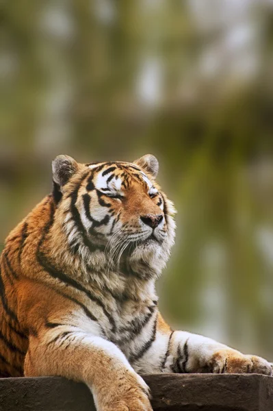 Fantastisk nära upp bilden av tiger avkopplande varm dag — Stockfoto