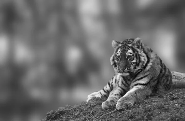 Красиве зображення прекрасної кубика тигра, що розслабляється на трав'янистому кургані в — стокове фото