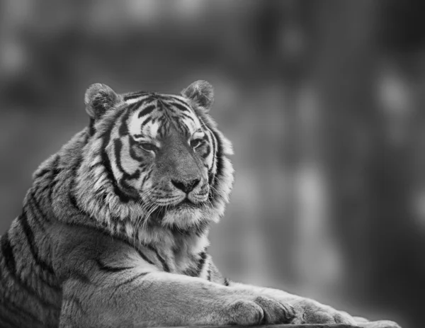 Потрясающий близкий образ тигра расслабляющий в теплый день в черном — стоковое фото