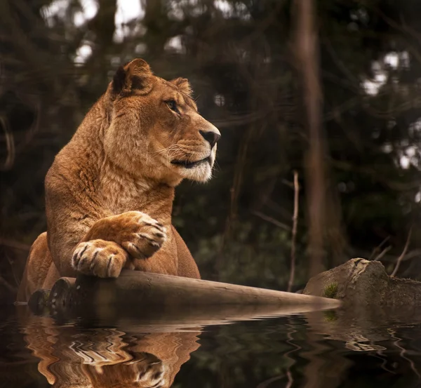 Stunning lioness relaxing on a warm day reflection in water — Stock Photo, Image