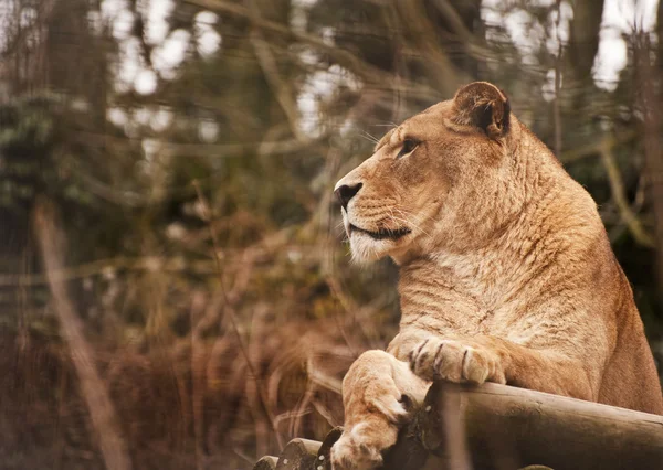 暖かい日にリラックスした見事な雌ライオン — ストック写真