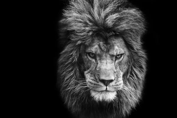 Impresionante retrato facial de león macho sobre fondo negro en bla — Foto de Stock