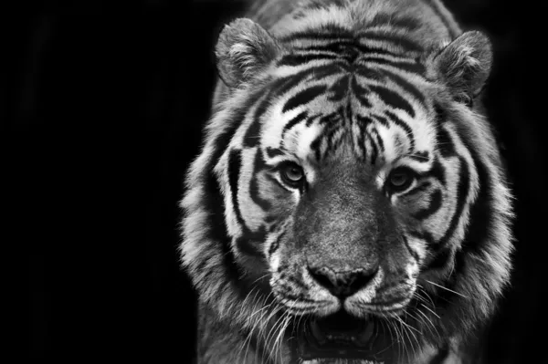 Superbe image rapprochée de tigre relaxant par temps chaud en noir a — Photo