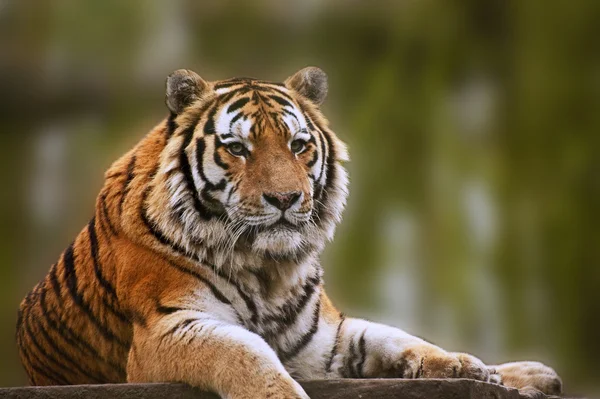 Потрясающий образ тигра, расслабляющего в теплый день — стоковое фото