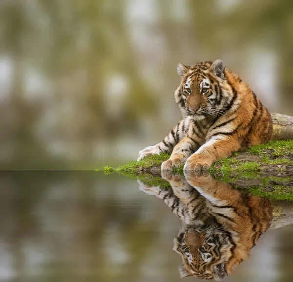 Beauttiful image of lovely tiger cub relaxing on grassy mound re — Stock Photo, Image