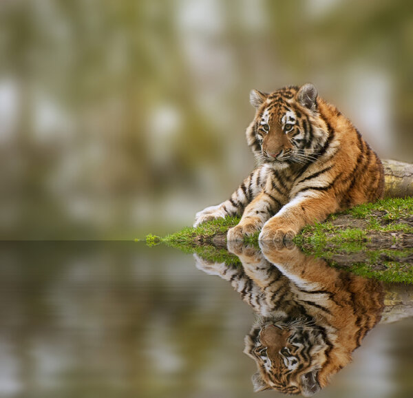 Beauttiful image of lovely tiger cub relaxing on grassy mound re