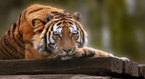 Hermosa imagen conmovedora de tigre acostado con la cabeza en las patas — Foto de Stock