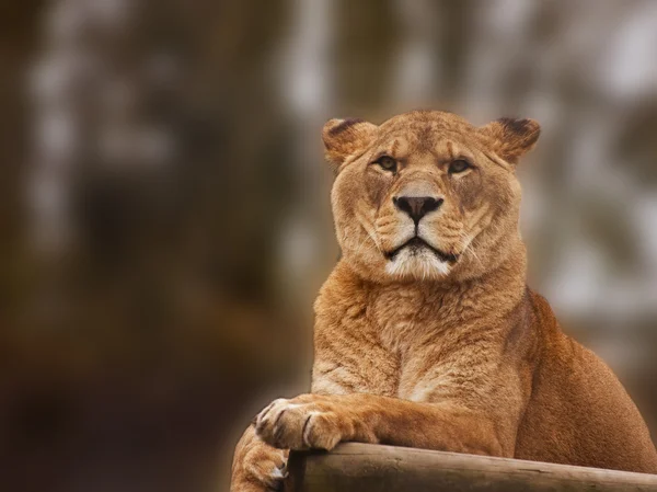 Fantastisk lejoninna kopplar av på en varm dag — Stockfoto