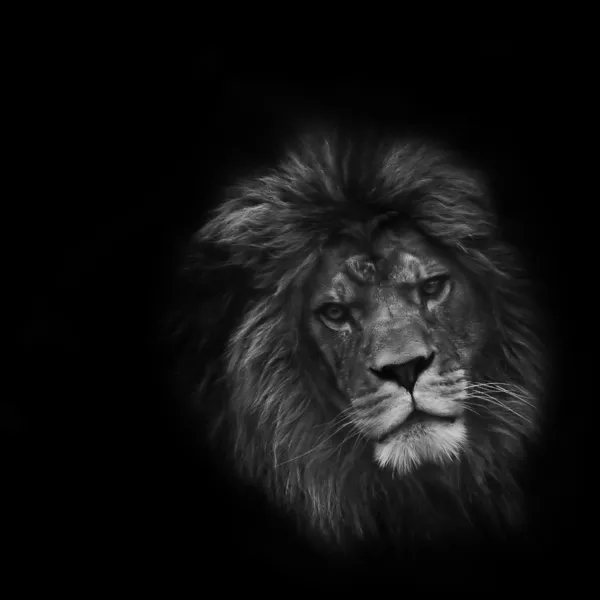 Impressionante retrato facial de leão macho sobre fundo preto em bla — Fotografia de Stock