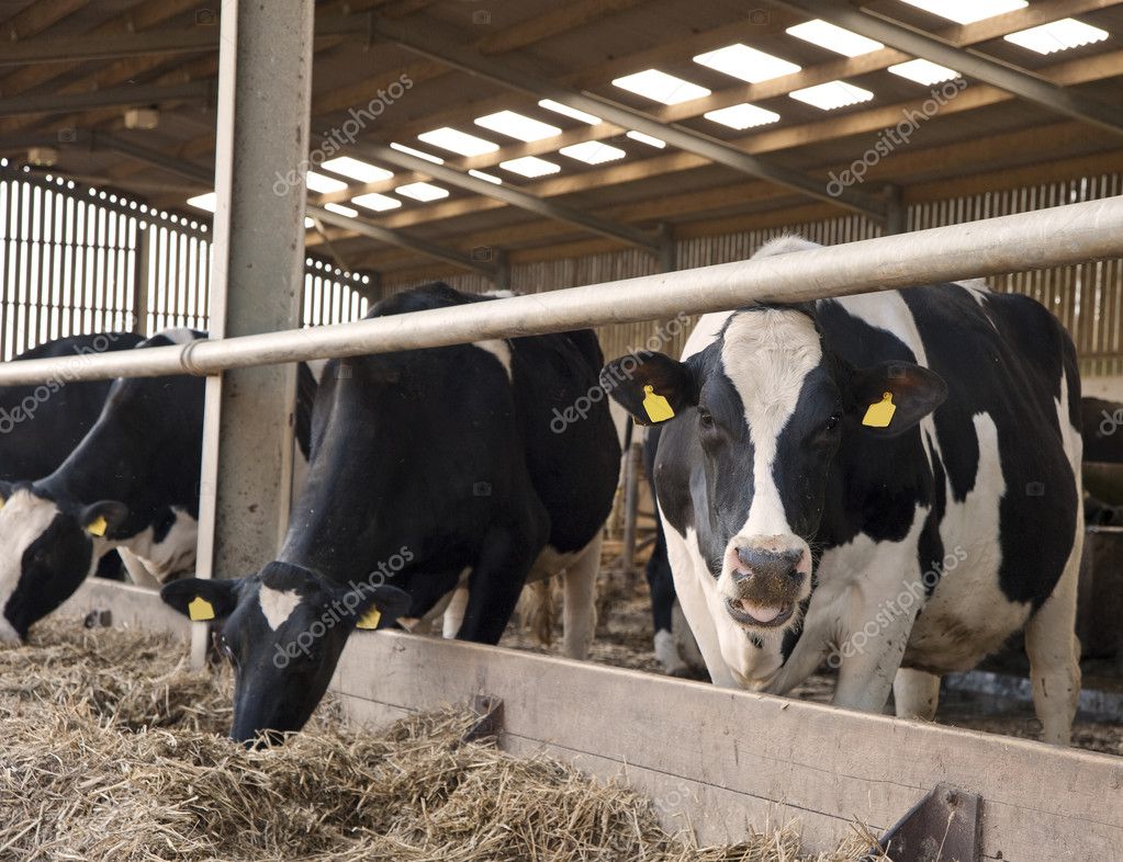 Vacas em ordenha galpão esperando por fazendeiro — Fotografias de Stock ...