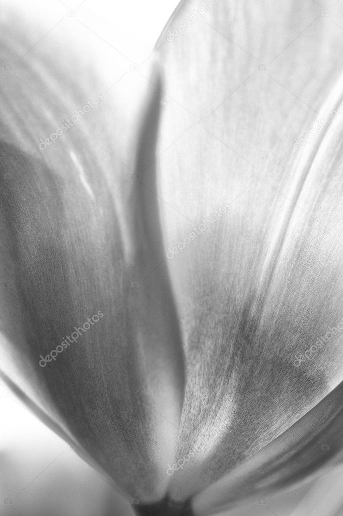 Beautiful black and white image of fresh Spring vibrant tulip fl